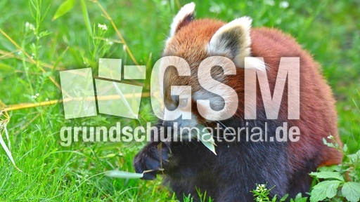 Kleiner Panda (13).jpg